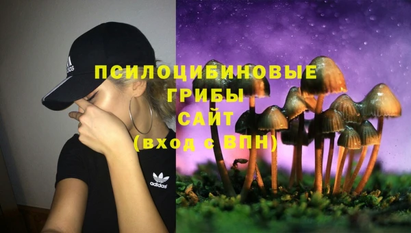 стаф Аркадак